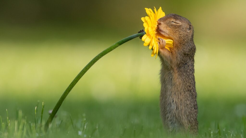verweven-leven-natuur-bloem